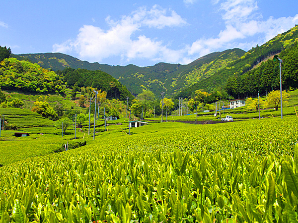 有東木