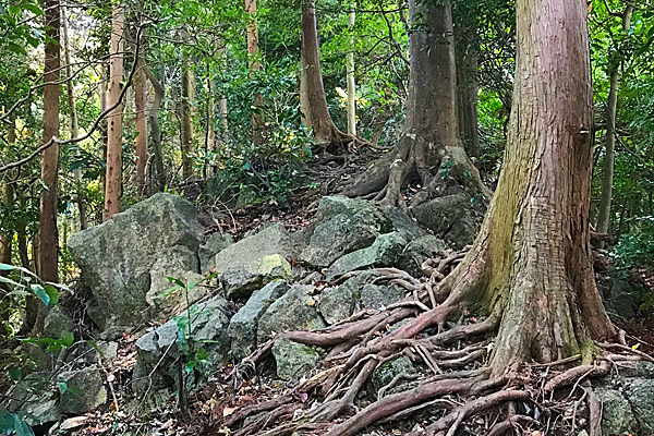 低山ハイキング