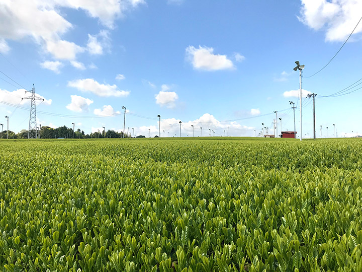 静岡の茶畑