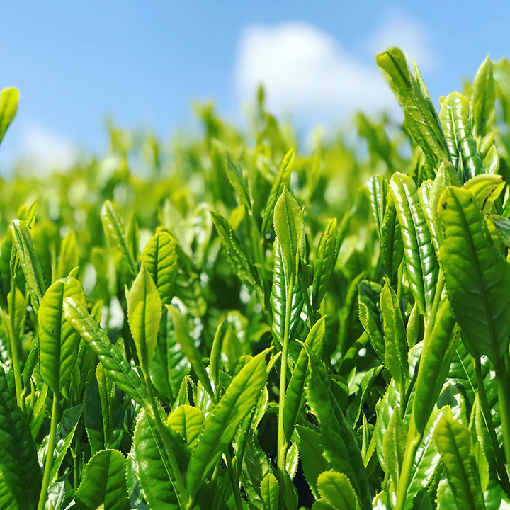 静岡の茶畑