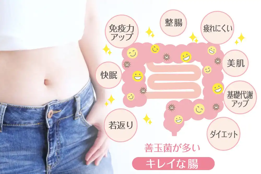 善玉菌が多いキレイな腸