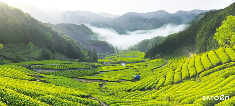 佐藤園茶園