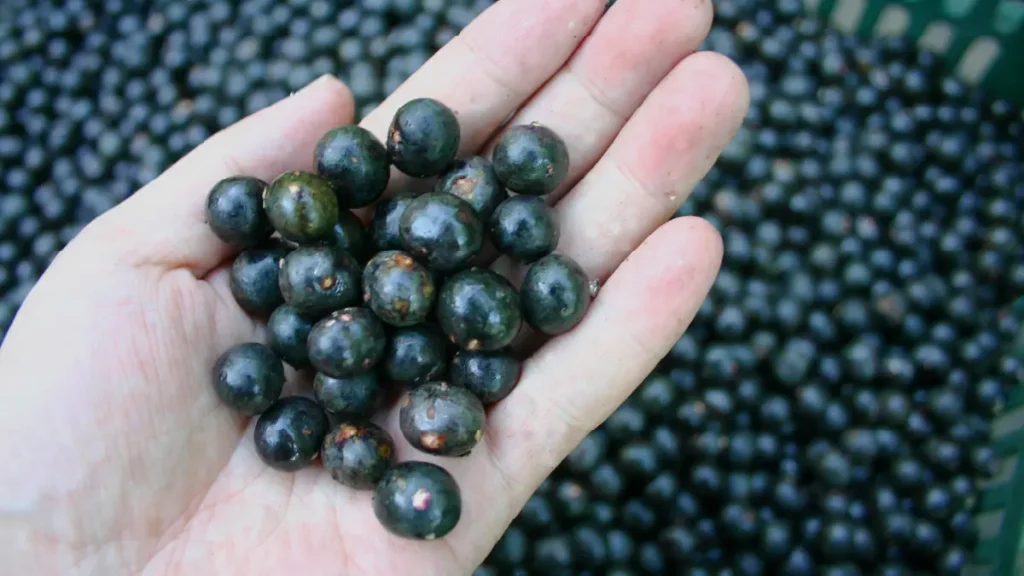 アサイーは南米アマゾン原産のヤシ科の植物から採れる果実