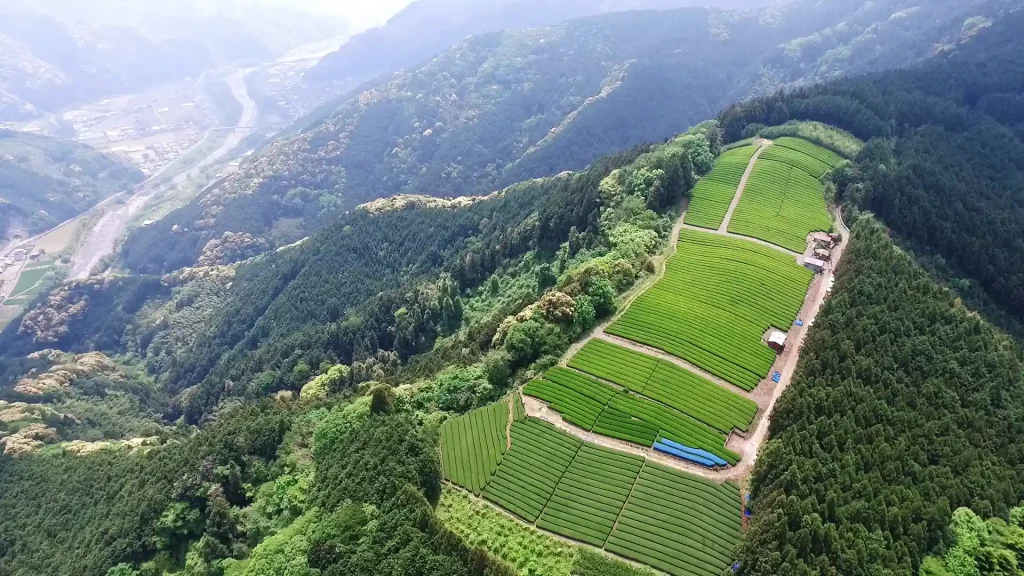 天空の茶園