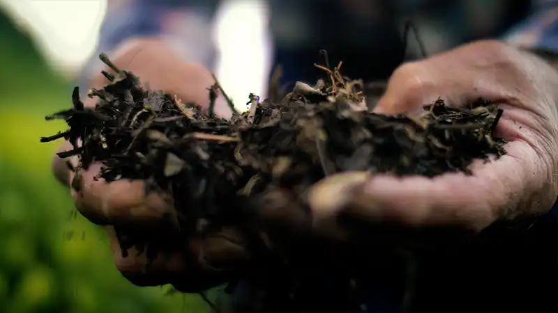 森林の自然環境が 肥沃な大地を築く