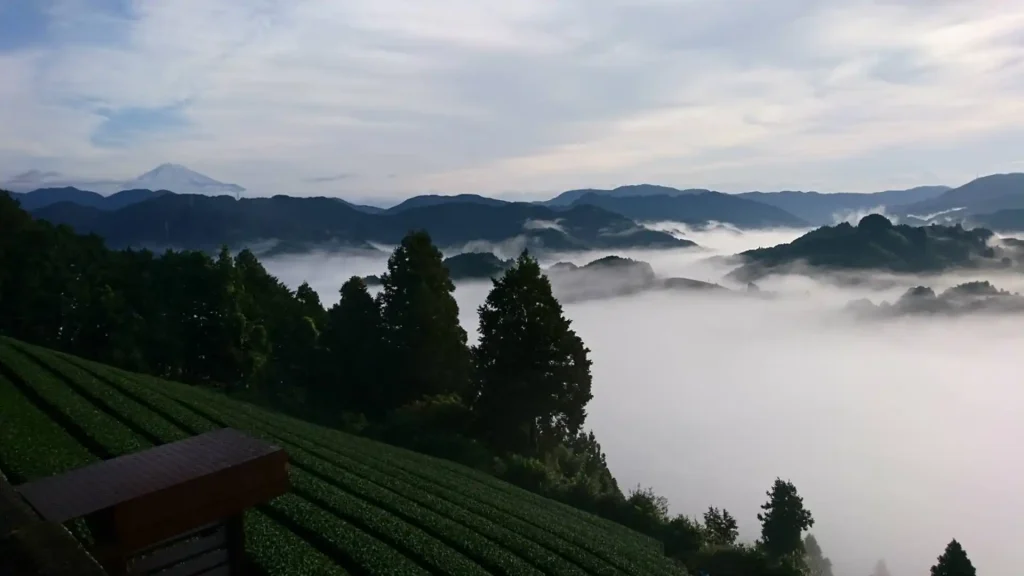 川霧が茶葉をコーティング