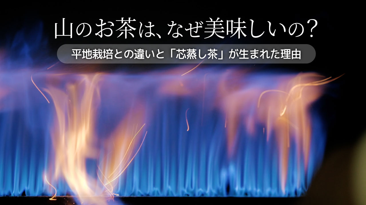 山で育つお茶はなぜ美味しいの？平地栽培との違いと「芯蒸し茶」が生まれた理由