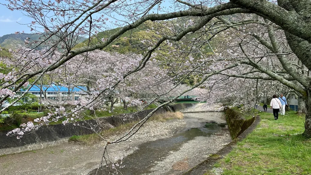 水見色川沿いの桜