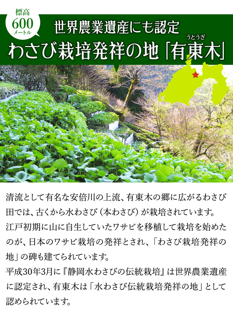 わさび栽培発祥の地 有東木 本わさび3本 おろし金 ワサビのお取り寄せなら大五うなぎ工房本店